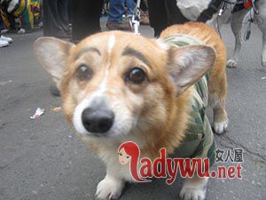 狗狗图片大全可爱