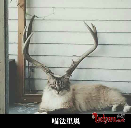 搞笑图片带文字大全