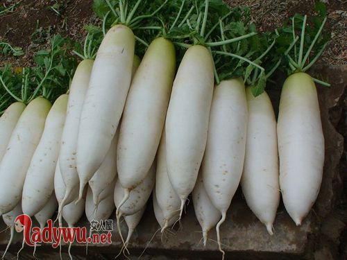 冬季吃什么菜好