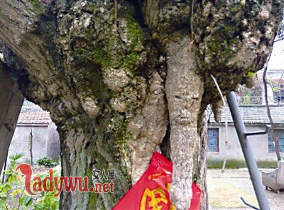 右侧树干上的图案,像极了一张人脸。(市民戚女士供图)