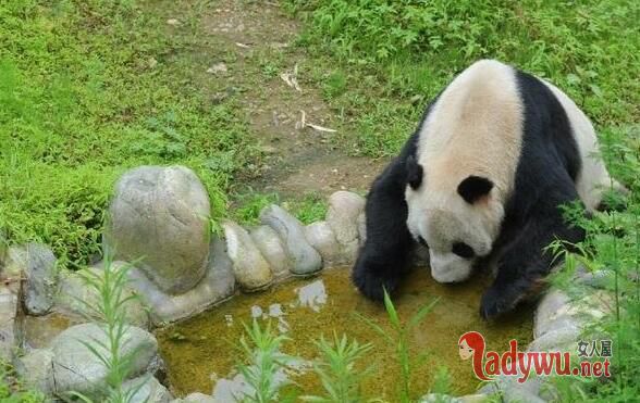 31岁熊猫盼盼去世 生前怕暴露年龄