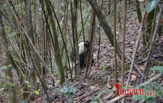 首批野放大熊猫