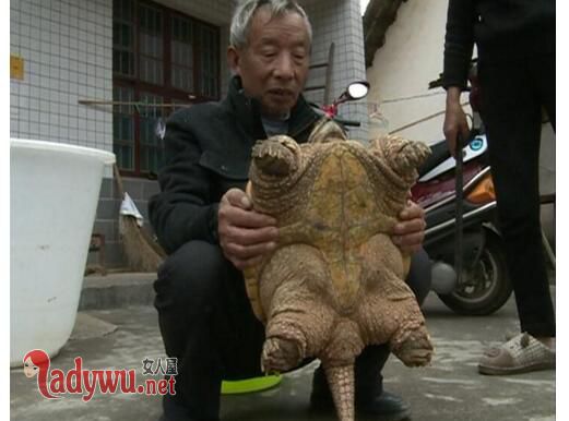 野外捡19斤乌龟 属于食肉动物不建议放生建议村民们吃掉