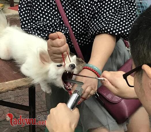 当街切除狗声带