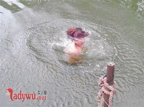 揭秘水鬼是什么动物变成的