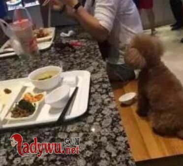 大妈餐厅盘子喂狗