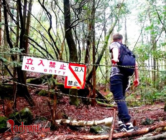 日本真的有死亡森林吗