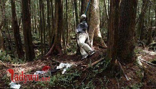 日本真的有死亡森林吗
