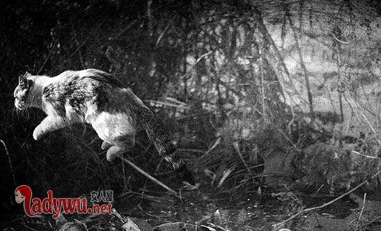 猫跳过死人会诈尸吗