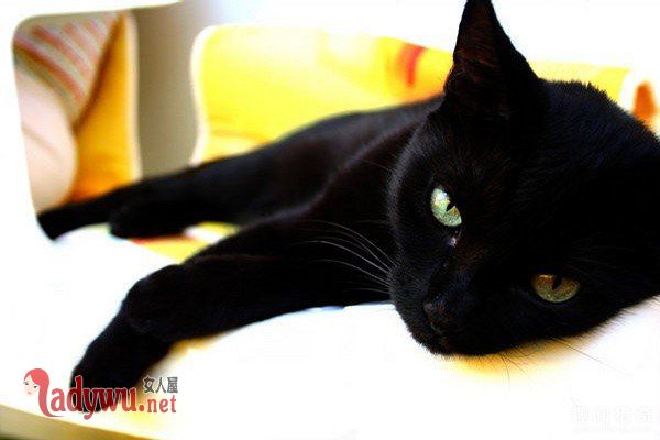 猫跳过死人会诈尸吗