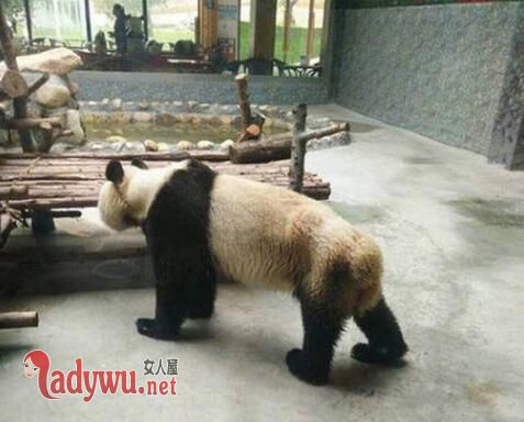 西安一大熊猫瘦成皮包骨