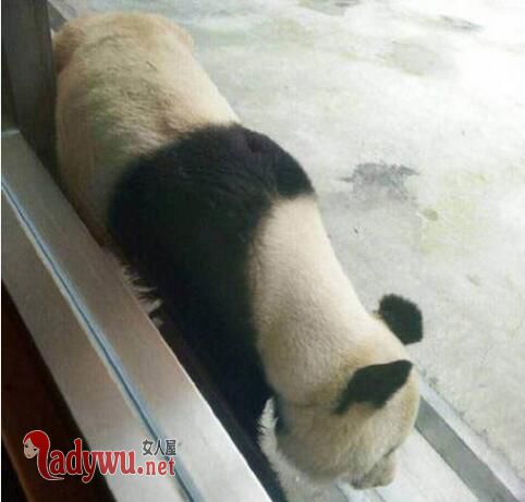 西安一大熊猫瘦成皮包骨