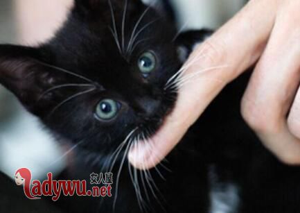 男子被猫抓伤死亡