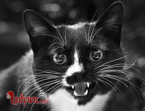 男子被猫抓伤死亡
