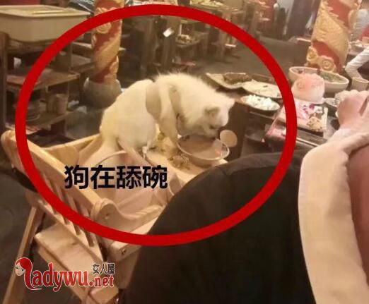 火锅店人和狗一桌同吃