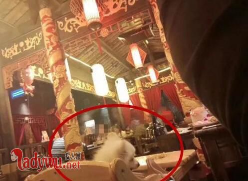 火锅店人和狗一桌同吃