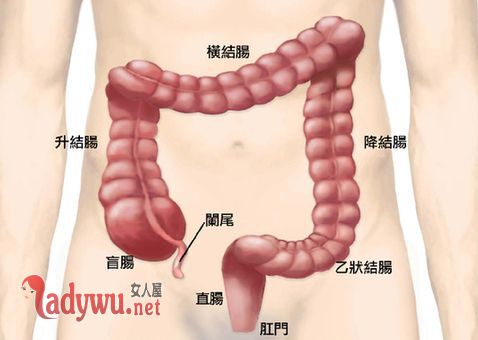 清肠道排宿便最有效的方法