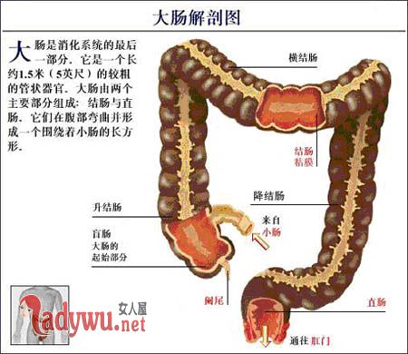 清肠道排宿便最有效的方法