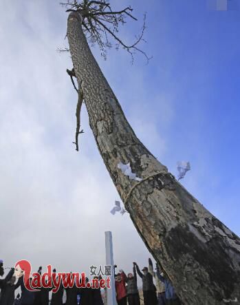 200岁一棵松被砍