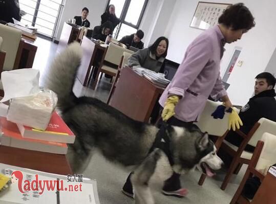 二哈溜进图书馆见人就亲