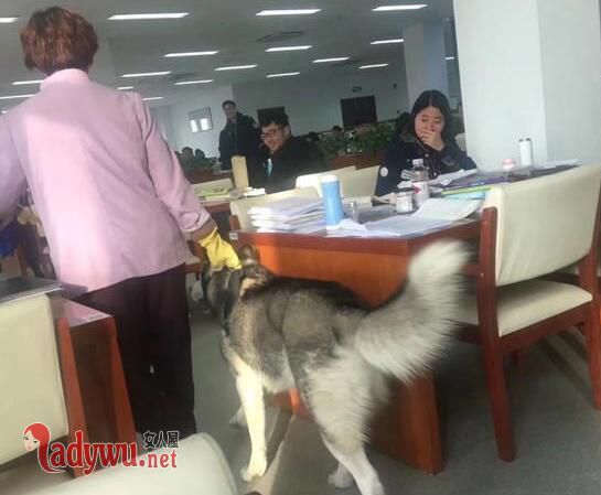 二哈溜进图书馆见人就亲