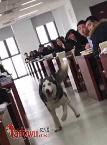 二哈溜进图书馆见人就亲