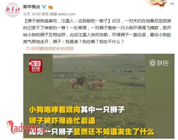 狮子被狗追着咬