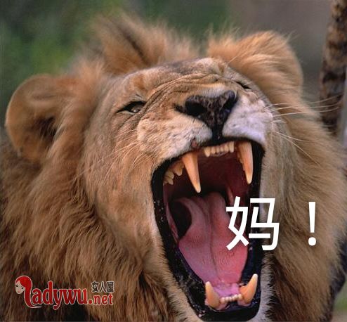 狮子被狗追着咬