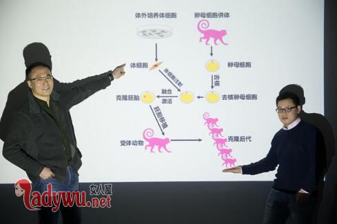 两只克隆猴诞生