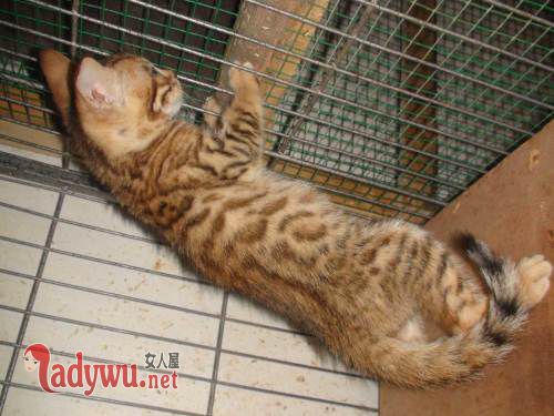 村民捡两只小豹猫