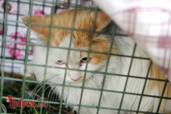 小猫困高架桥两年