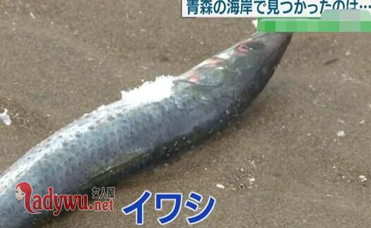 日本海岸诡异现象