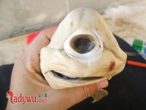 独眼鲨鱼图片