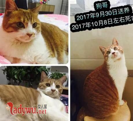 收养9猫相继摔死