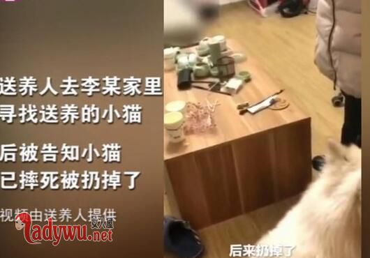 收养9猫相继摔死