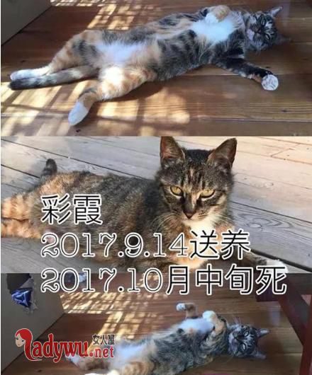 收养9猫相继摔死