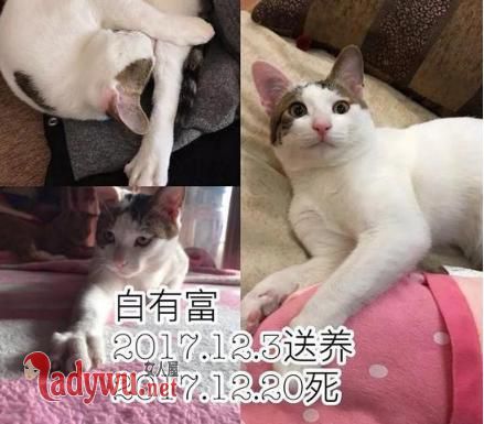 收养9猫相继摔死