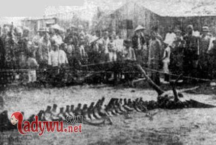 1934年营口坠龙事件是真的吗