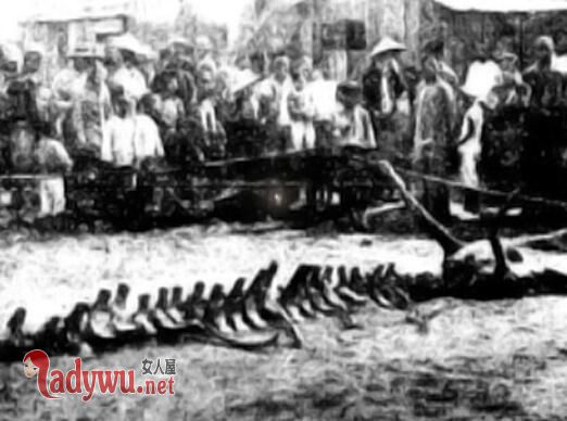 1934年营口坠龙事件是真的吗