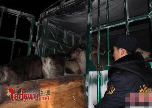 荷兰驯鹿抵内蒙古