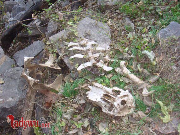 封门村太师椅去哪了