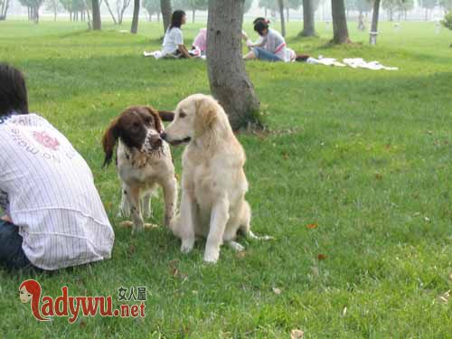 济南发布养犬通告
