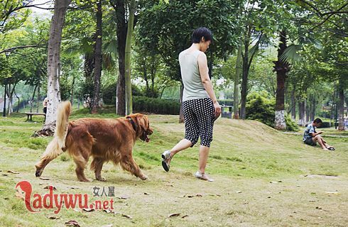 济南发布养犬通告