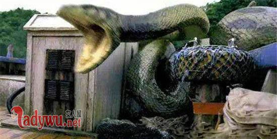 安徽巨蟒渡劫事件