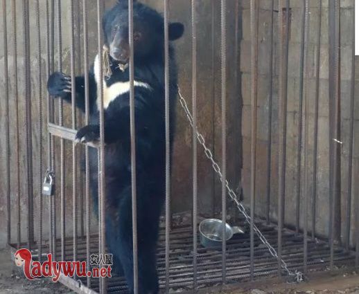 误把熊当狗养3年