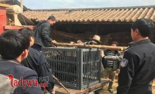 误把熊当狗养3年