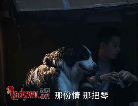 老男孩奥斯卡是什么狗