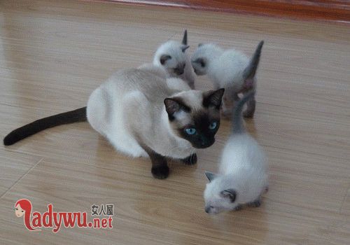 梦见被猫咬