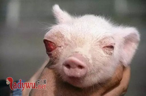 核辐射变异生物