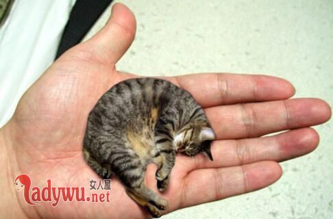 皮堡斯小猫灭绝了吗